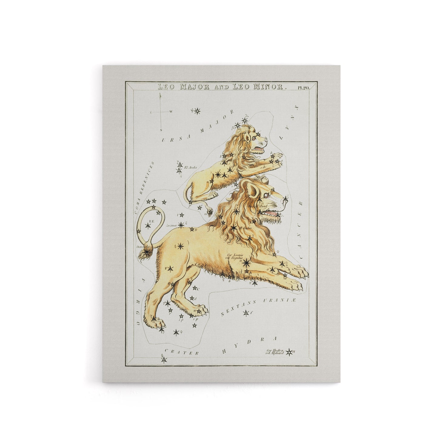 Vintage Leo Constellation Illustration Hall Canvas Wall Art Print