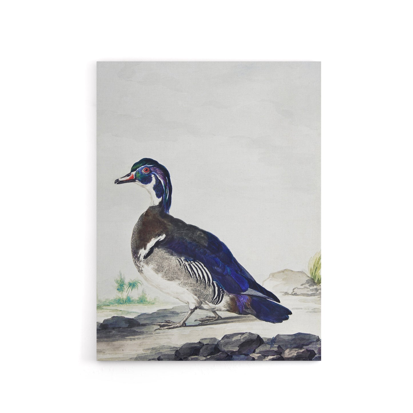Wood Duck Vintage Bird Oil Painting Schouman Canvas Wall Art Print