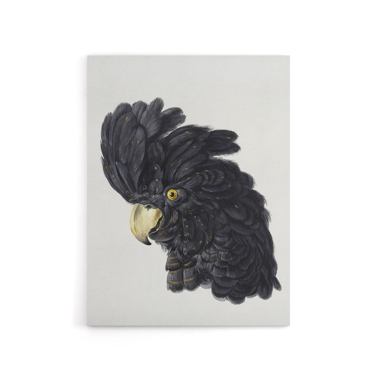 Head of a Black Cockatoo Watercolour Schouman Canvas Wall Art Print