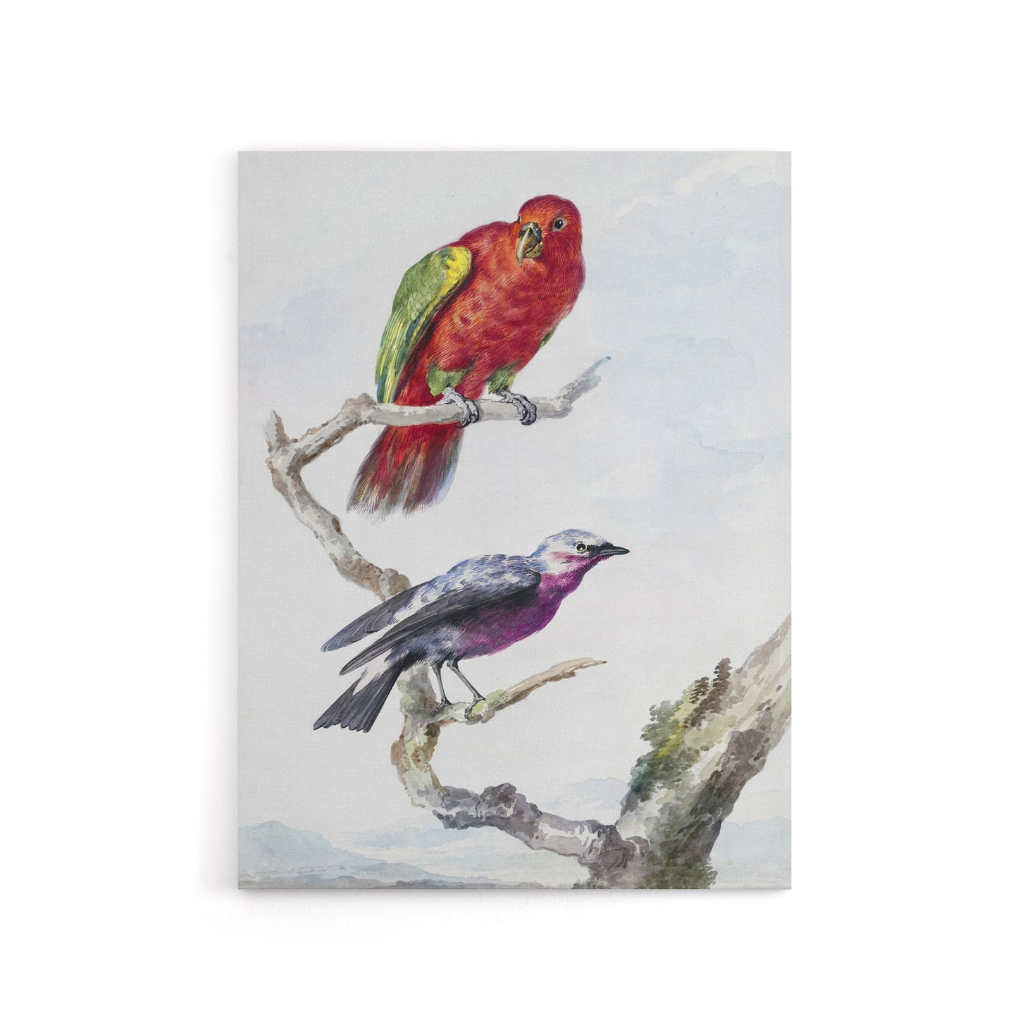 Red Green Parrot and Bird Watercolour Schouman Canvas Wall Art Print