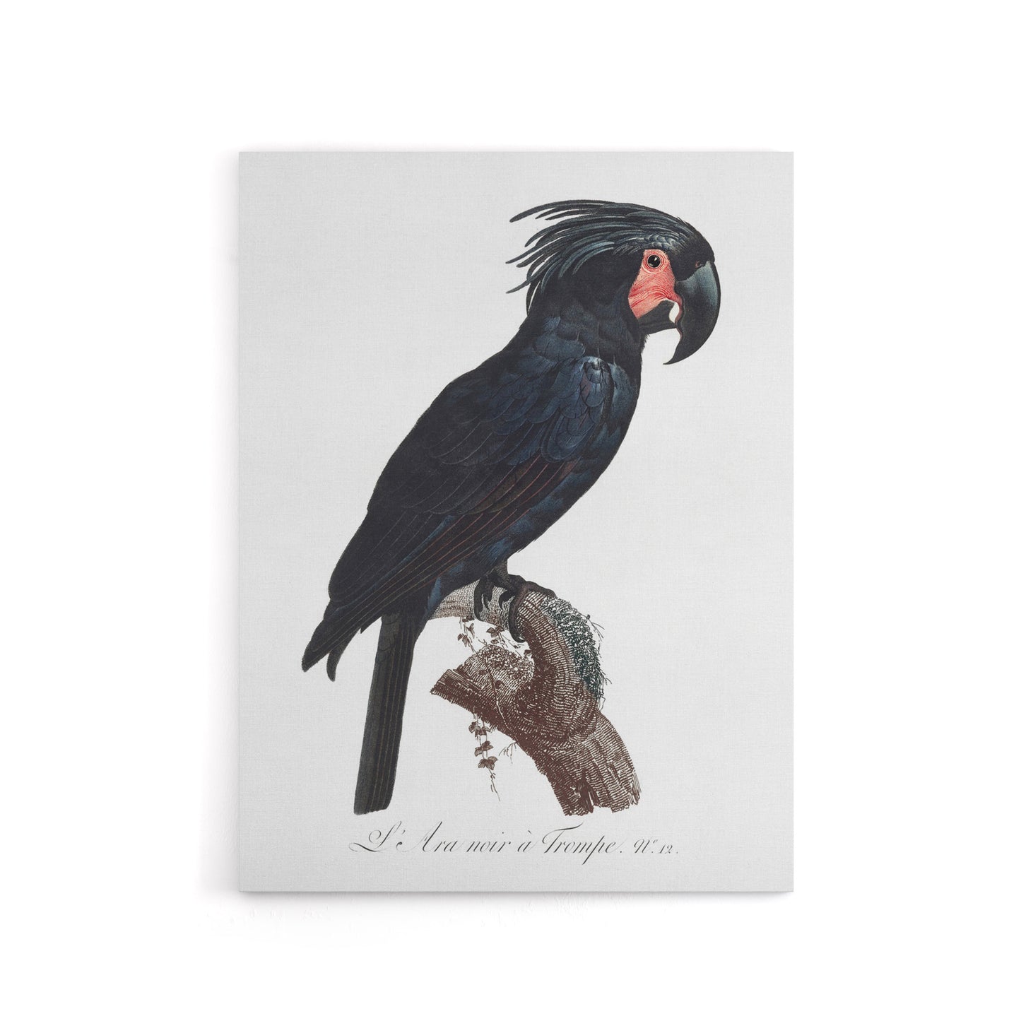 Black Palm Cockatoo Parrot Levaillant Canvas Wall Art Print