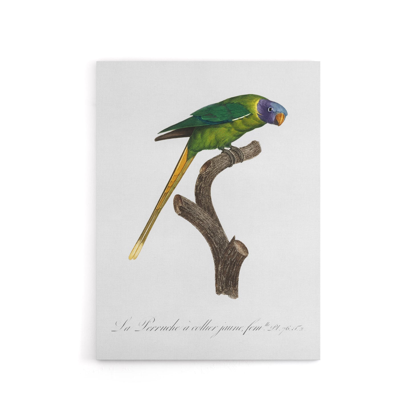 Female Plum Headed Parakeet Levaillant Canvas Wall Art Print