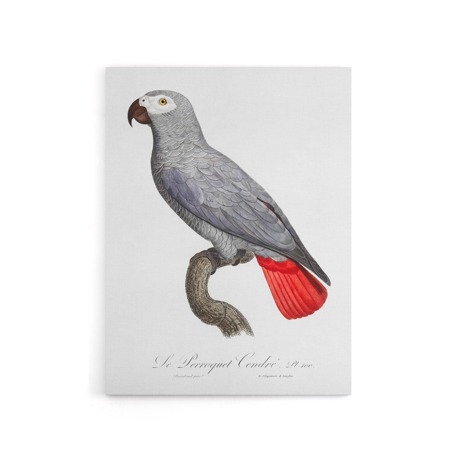 Psittacus Erithacus Grey Parrot Levaillant Canvas Wall Art Print