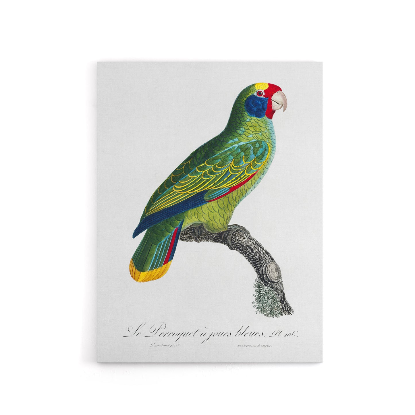 Red And Blue Amazon Parrot Levaillant Canvas Wall Art Print