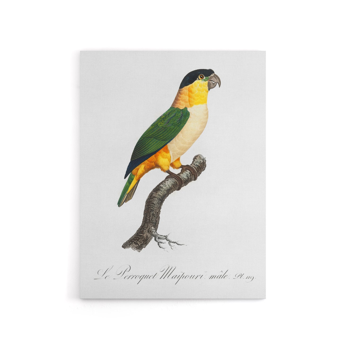 The Black Headed Parrot Francois Levaillant Canvas Wall Art Print