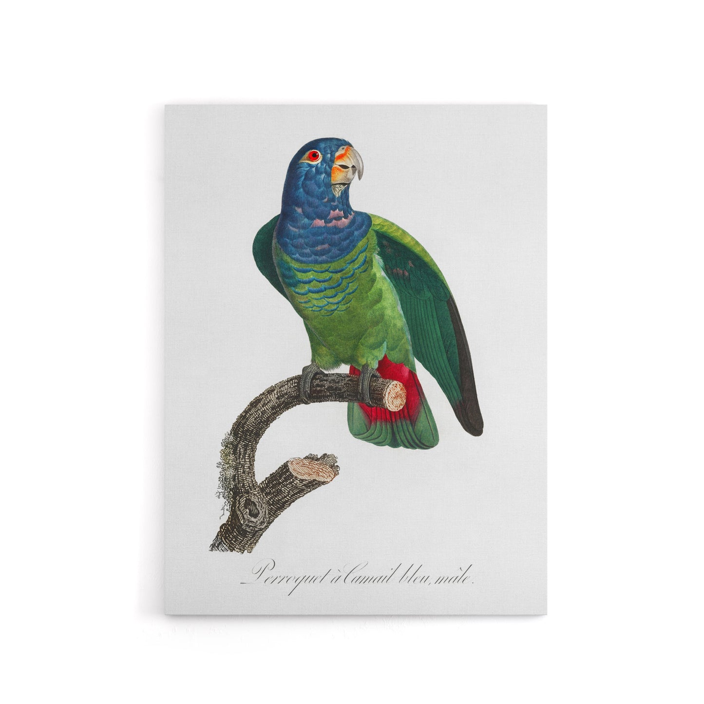 The Blue Headed Parrot Francois Levaillant Canvas Wall Art Print