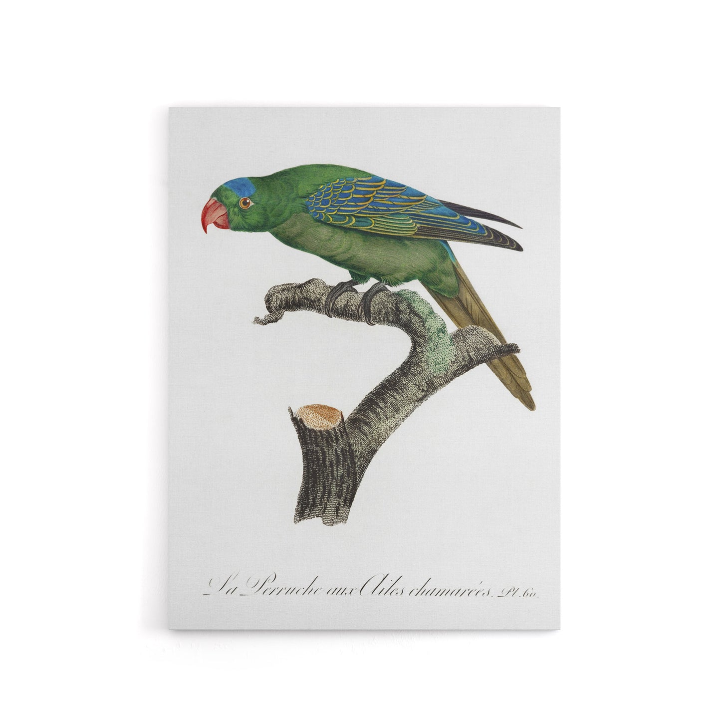 The Blue Naped Parrot Francois Levaillant Canvas Wall Art Print