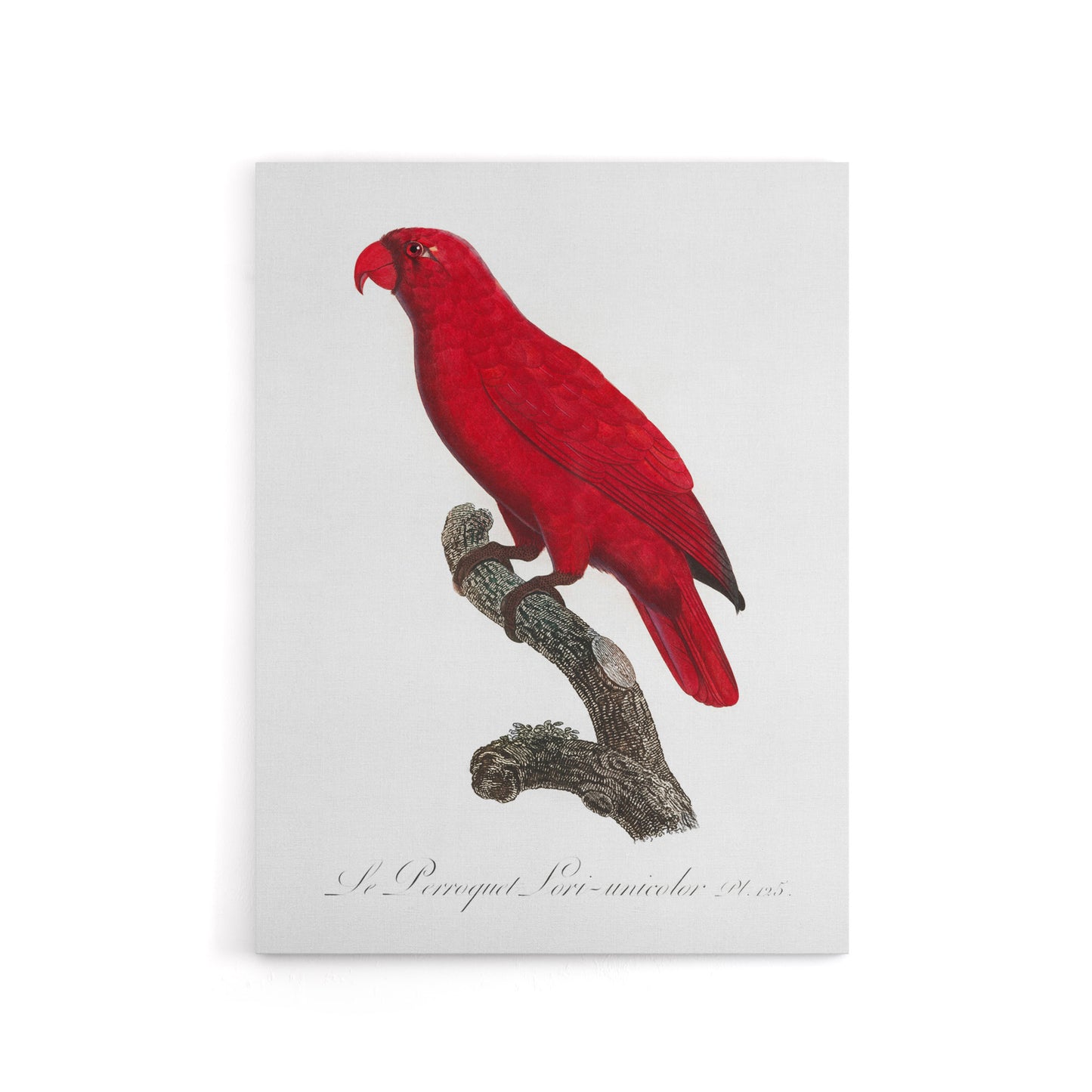 The Cardinal Lory Parrot Francois Levaillant Canvas Wall Art Print