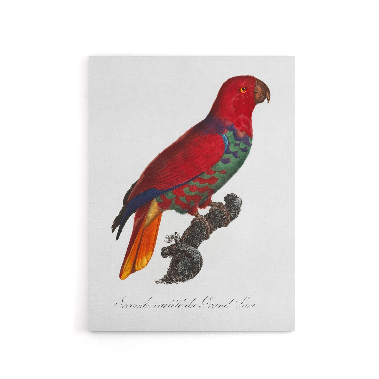 The Eclectus Parrot Francois Levaillant Canvas Wall Art Print