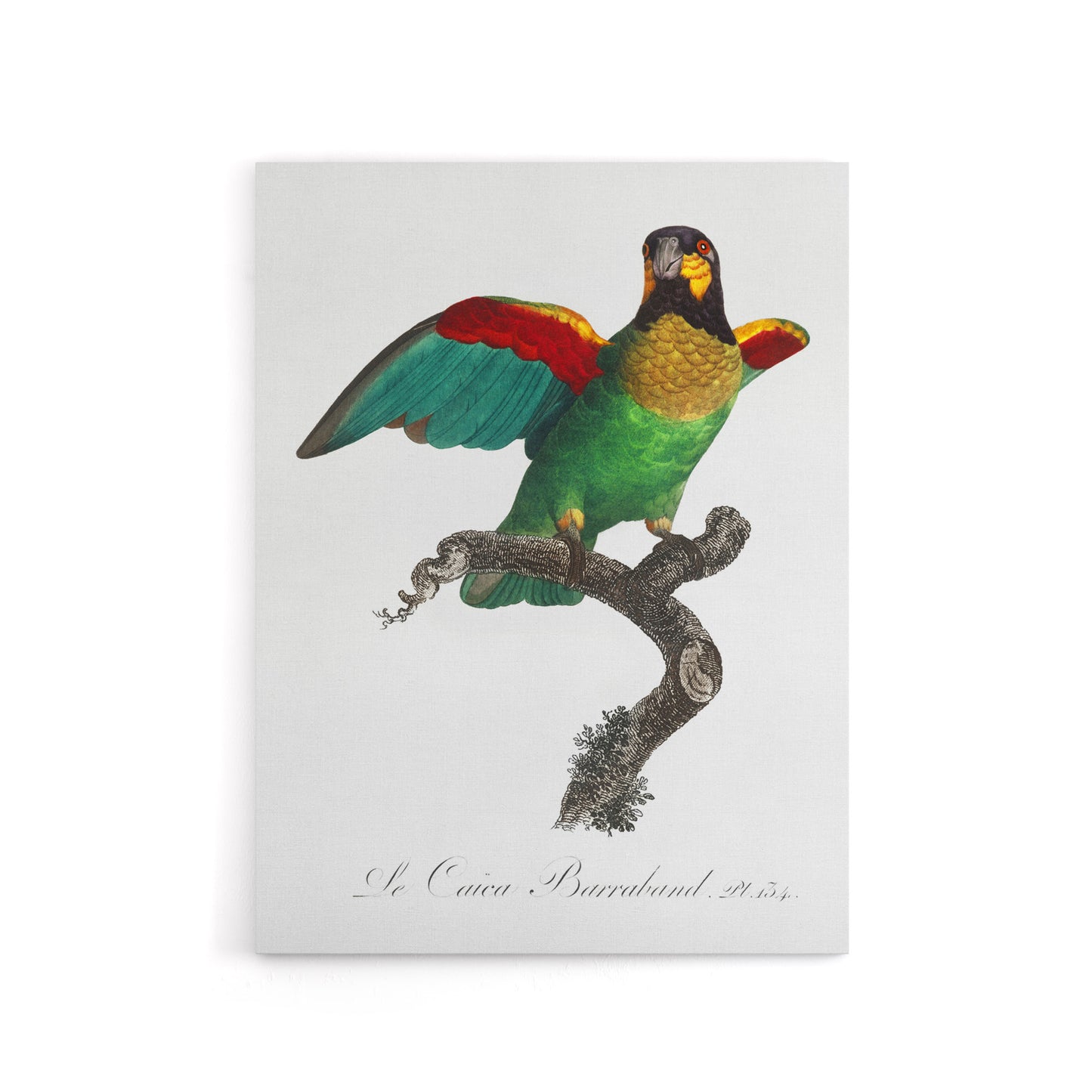 The Orange Cheeked Parrot Levaillant Canvas Wall Art Print