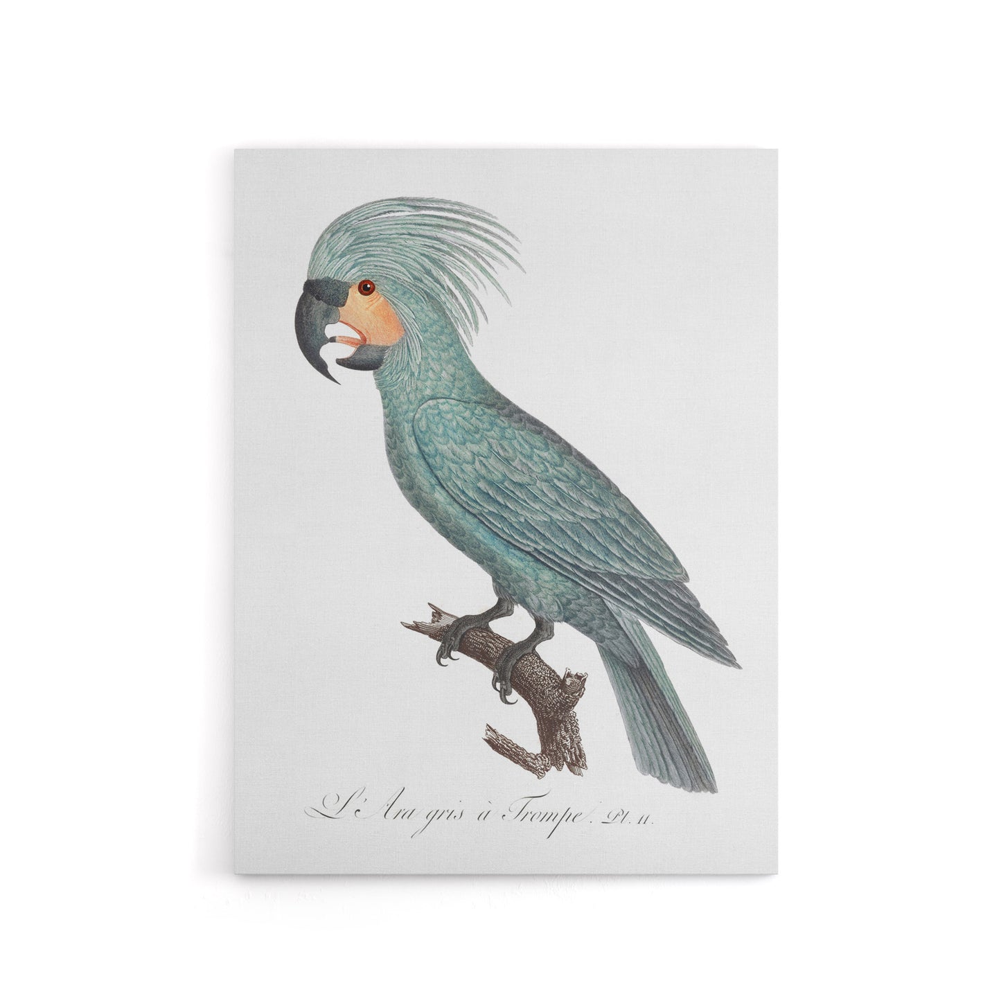 The Palm Cockatoo Parrot Francois Levaillant Canvas Wall Art Print