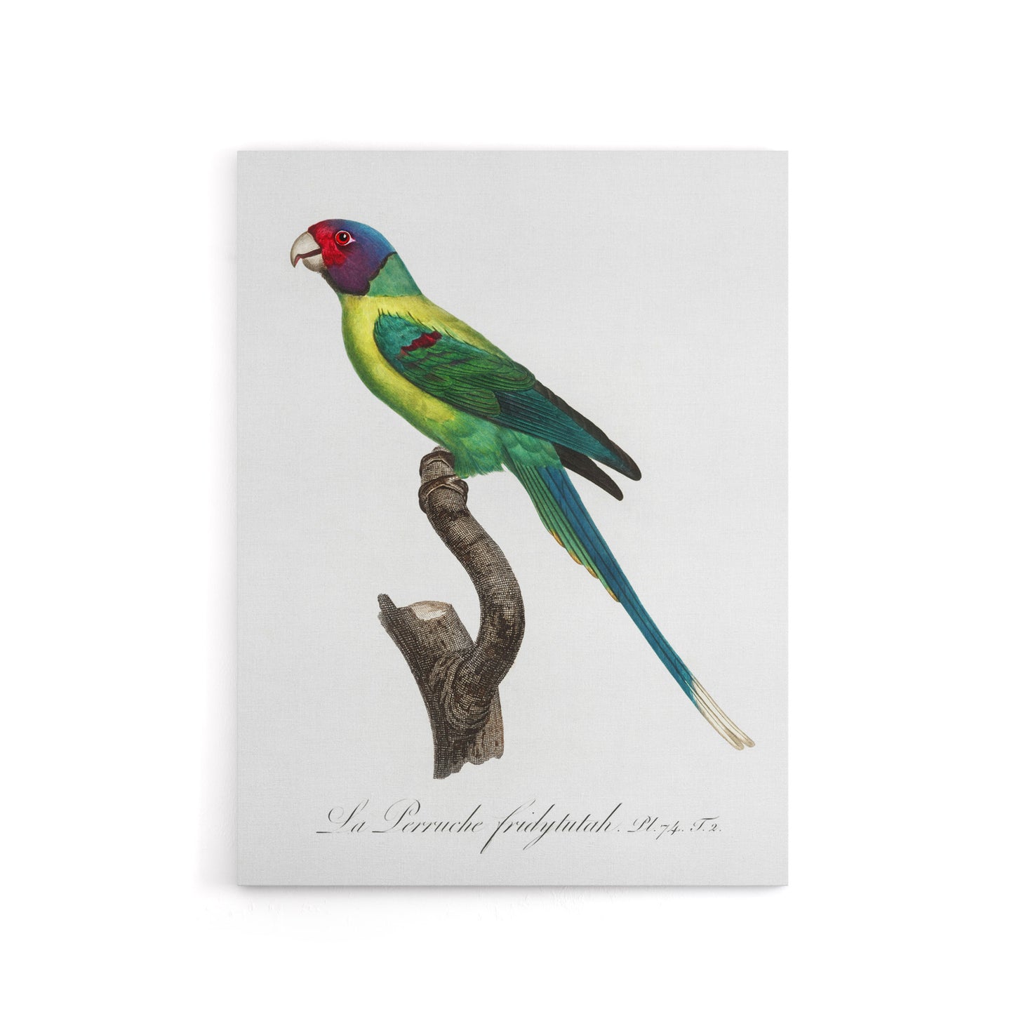 The Plum Headed Parakeet Francois Levaillant Canvas Wall Art Print