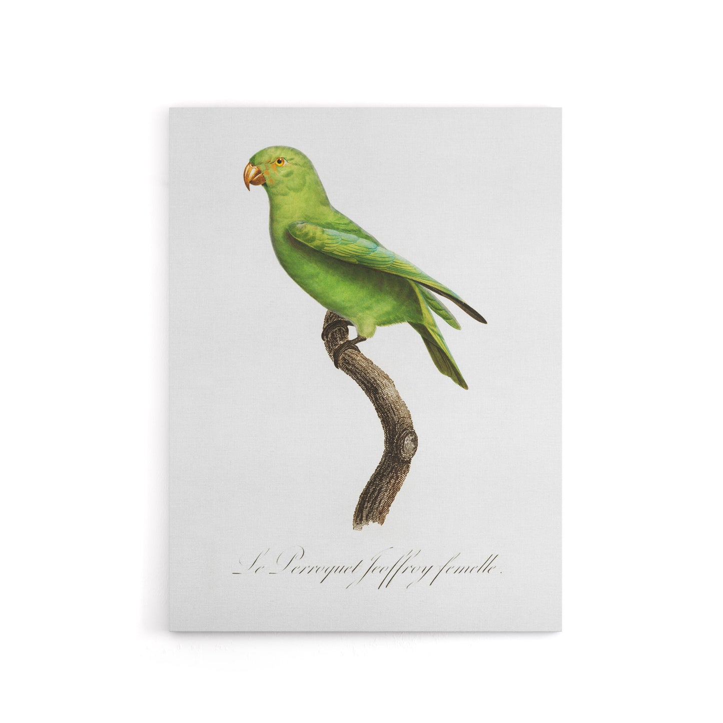 The Red Cheeked Parakeet Francois Levaillant Canvas Wall Art Print