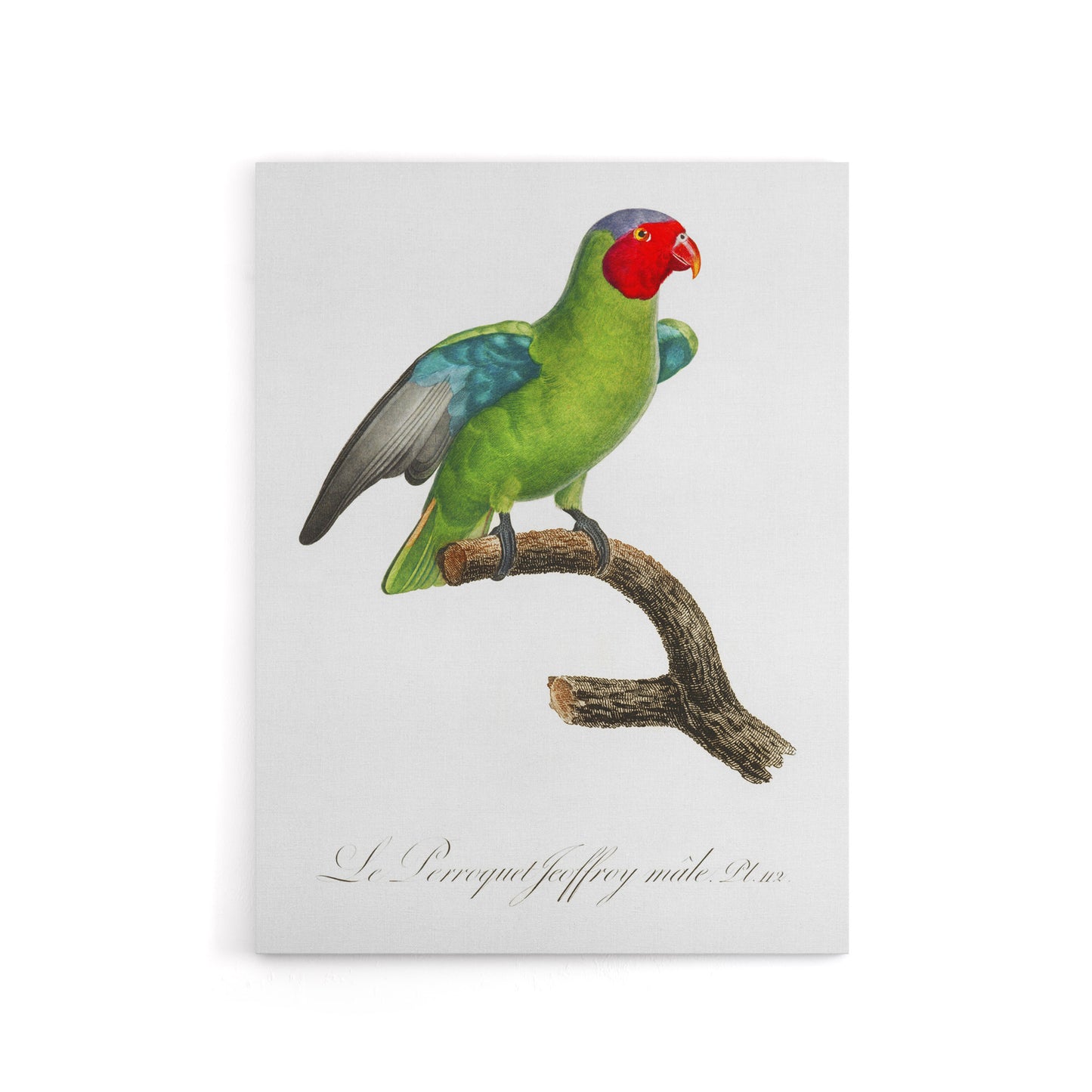 The Red Cheeked Parrot Francois Levaillant Canvas Wall Art Print