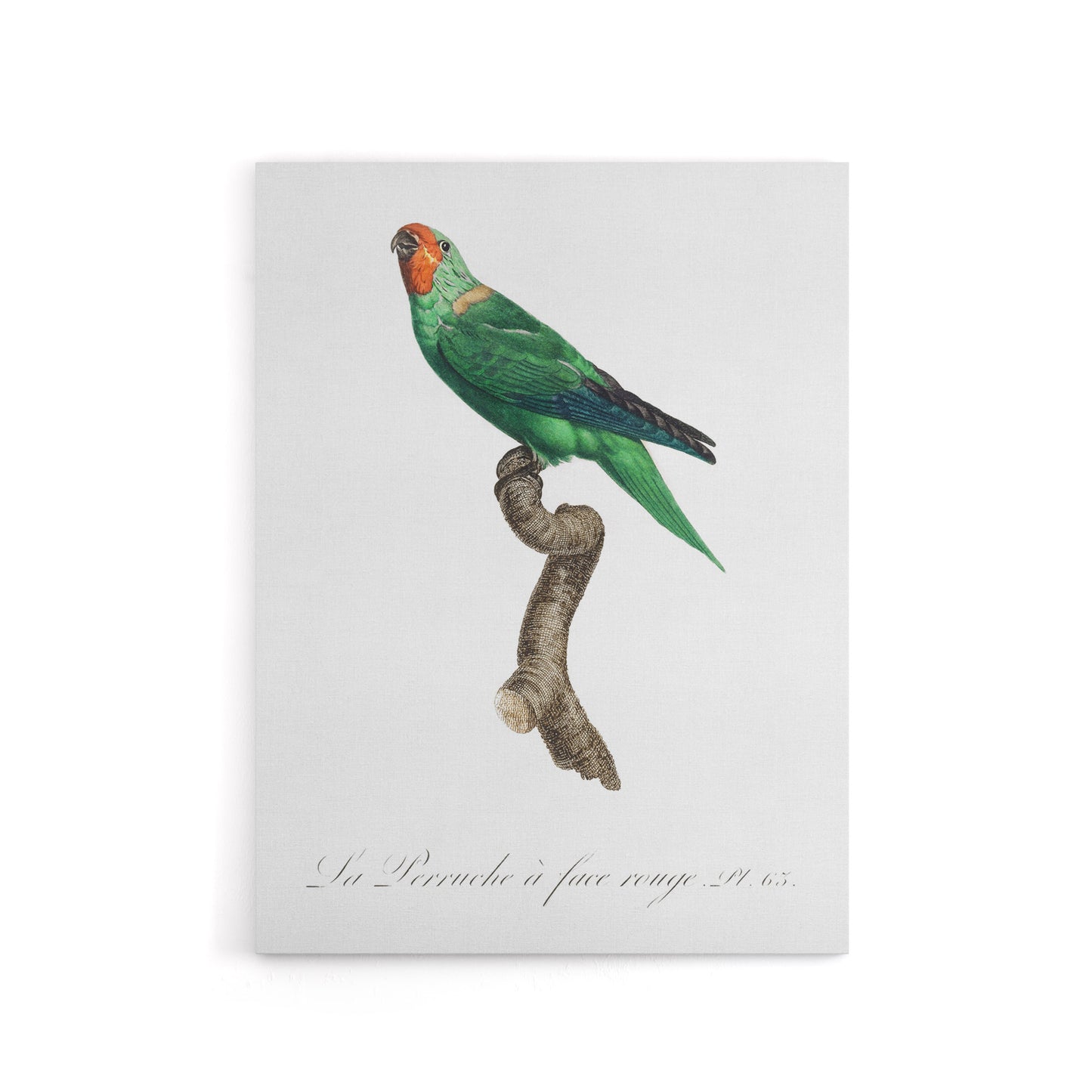 The Red Faced Parrot Francois Levaillant Canvas Wall Art Print