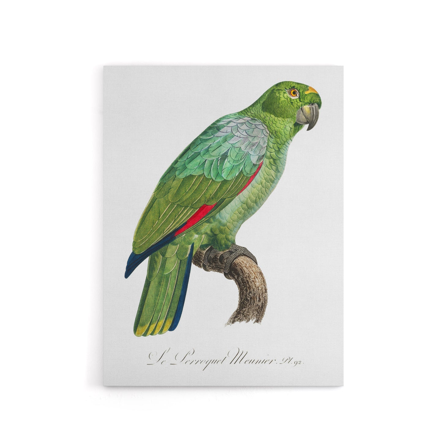 The Southern Mealy Amazon Parrot Levaillant Canvas Wall Art Print