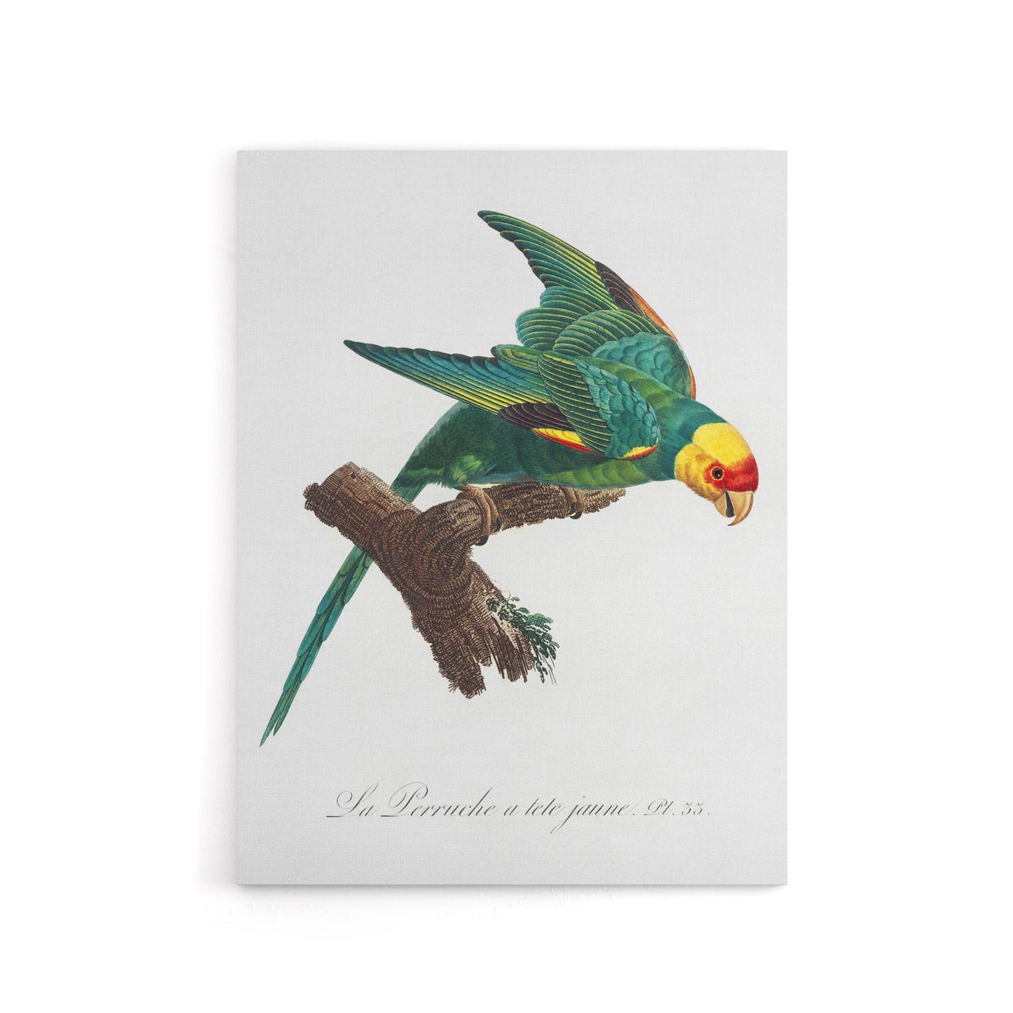 The Yellow Crowned Parakeet Levaillant Canvas Wall Art Print