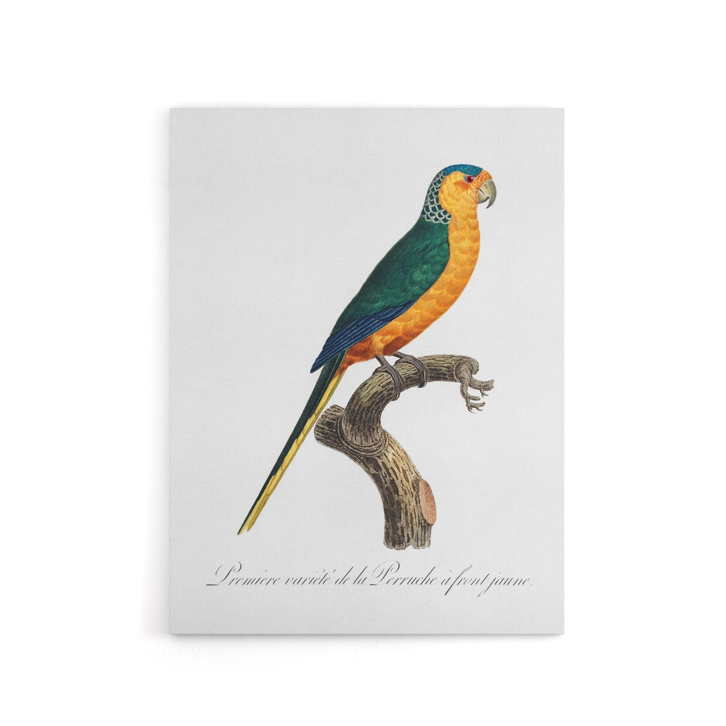 The Yellow Fronted Parakeet Levaillant Canvas Wall Art Print