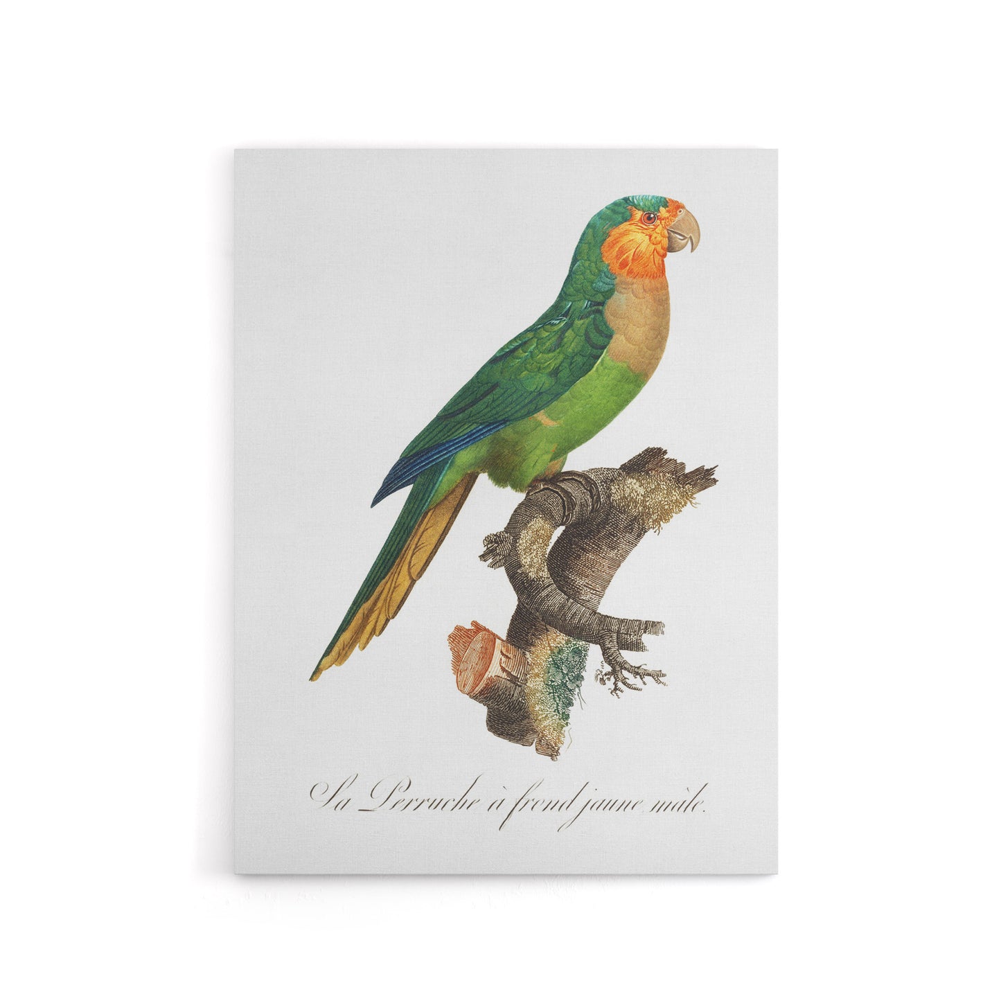 The Yellow Headed Amazon Parrot Levaillant Canvas Wall Art Print