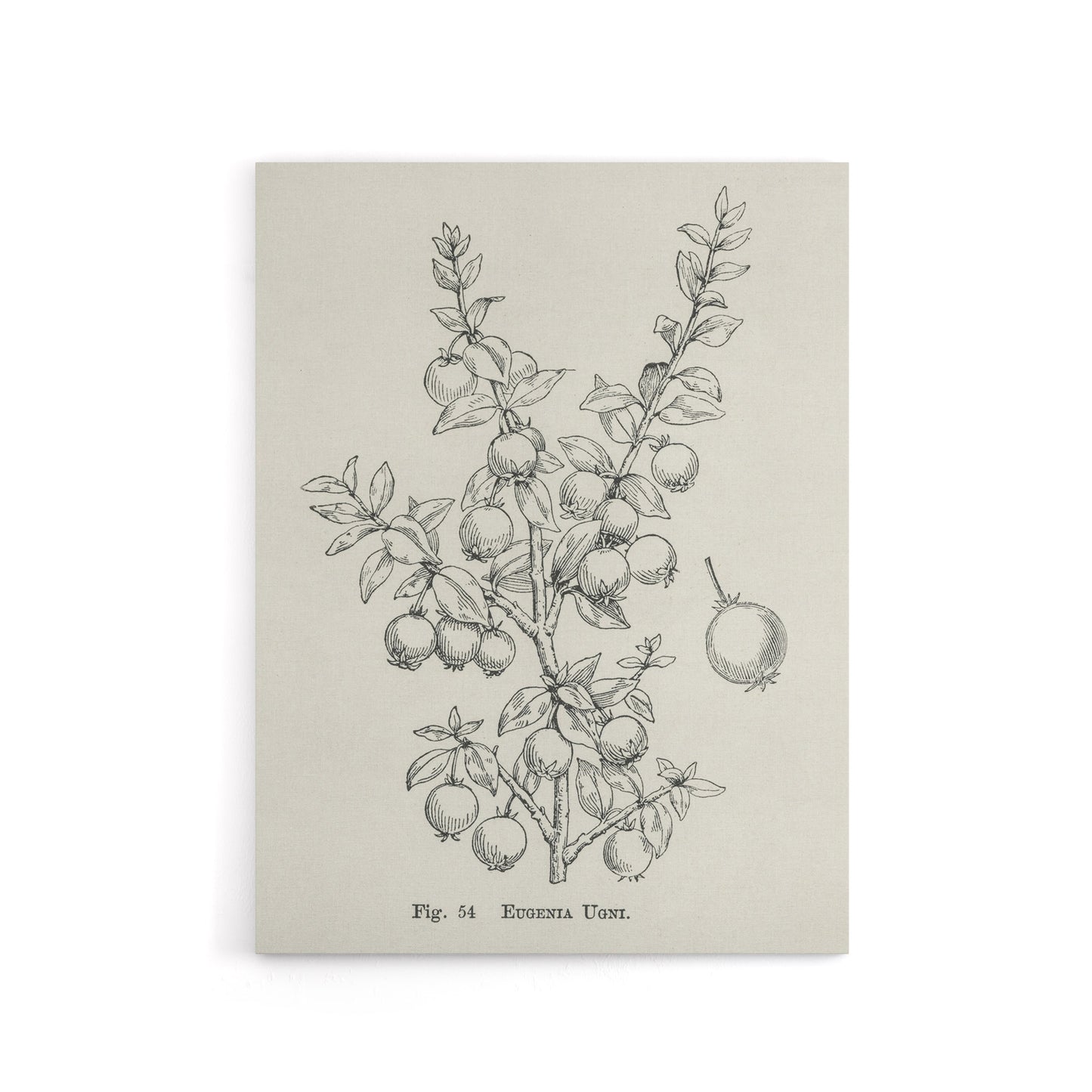 Fruit Growers Guide Chilean Guava Wright Canvas Wall Art Print