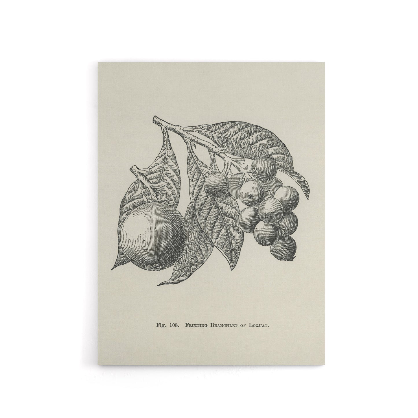 Fruit Growers Guide Vintage Loquat Artwork Wright Canvas Wall Art Print