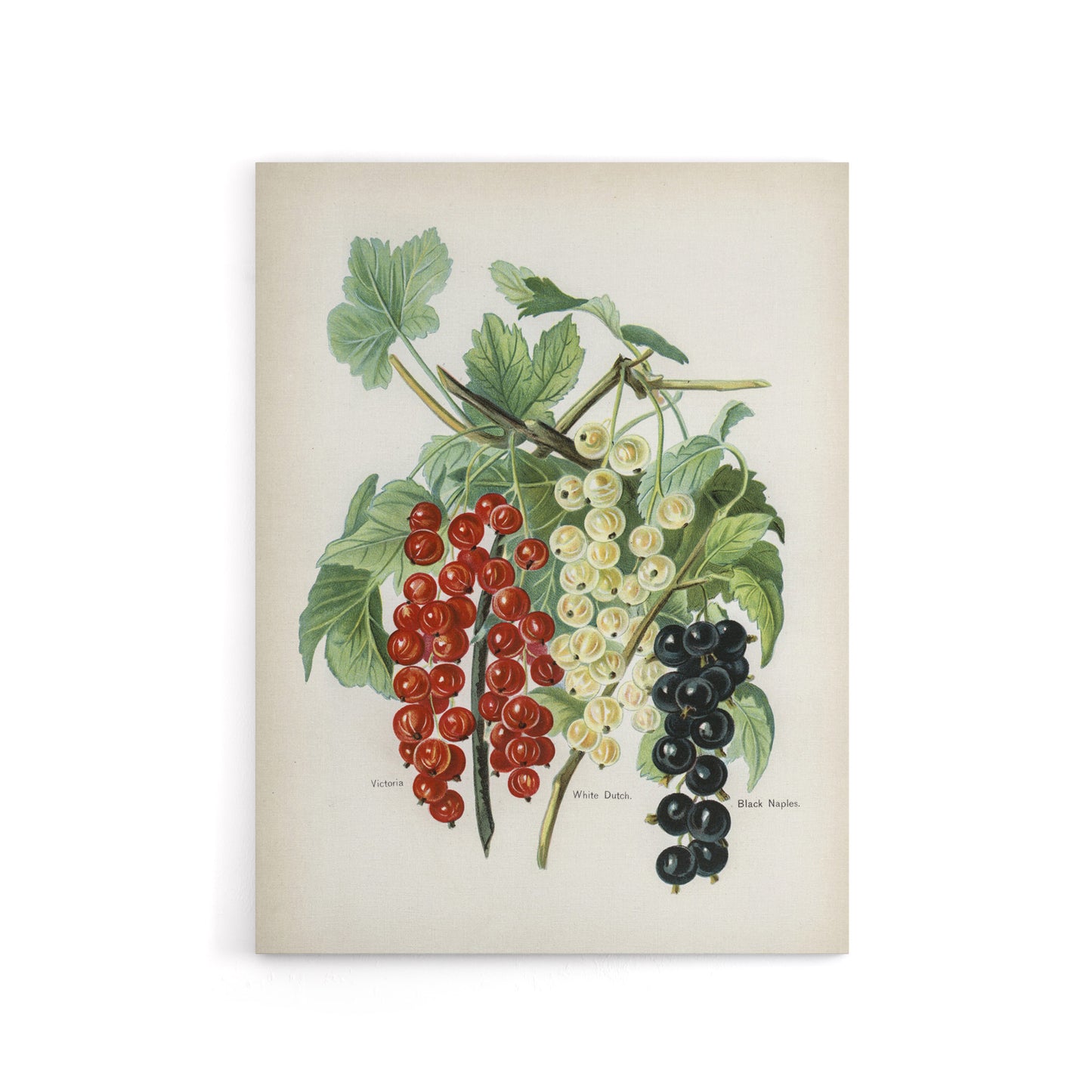 Black Naples Victoria White Dutch Currants Wright Canvas Wall Art Print