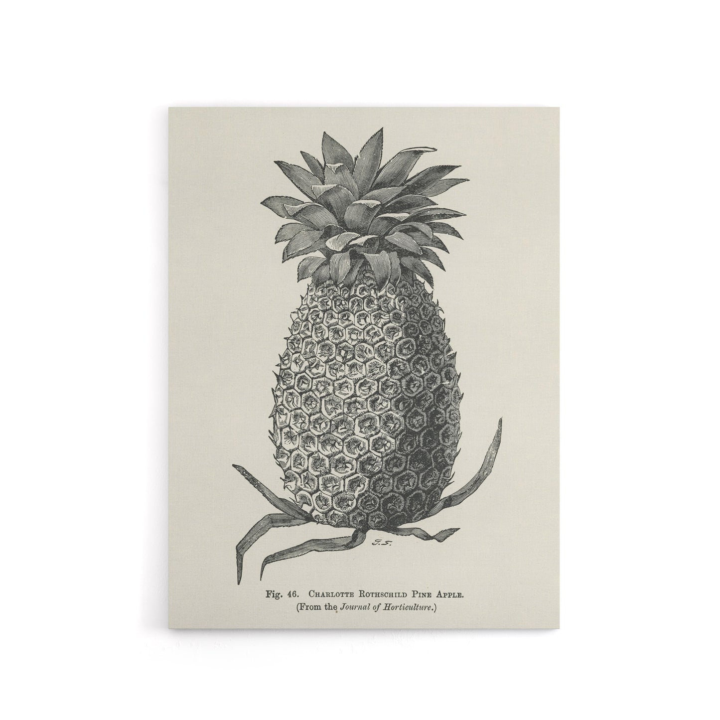 Vintage Black White Pineapple Illustration Wright Canvas Wall Art Print