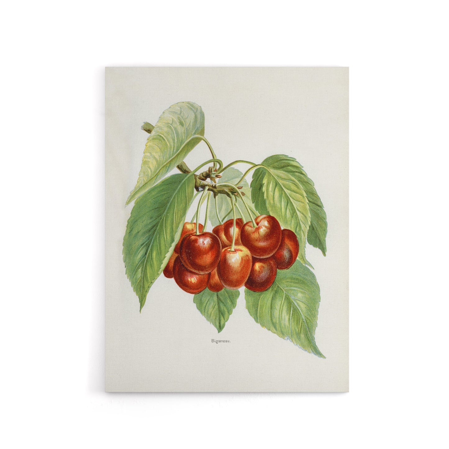 Vintage Illustration of Bigarreau Cherries Wright Canvas Wall Art Print