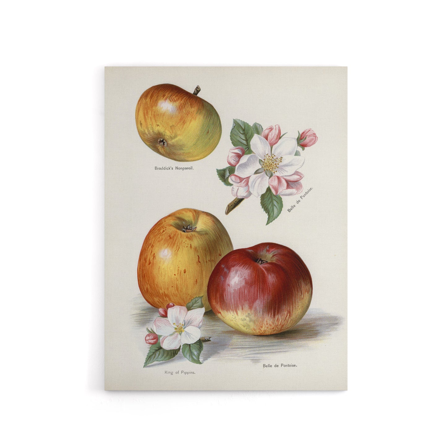 King of Pippins Apple Vintage Illustration Wright Canvas Wall Art Print