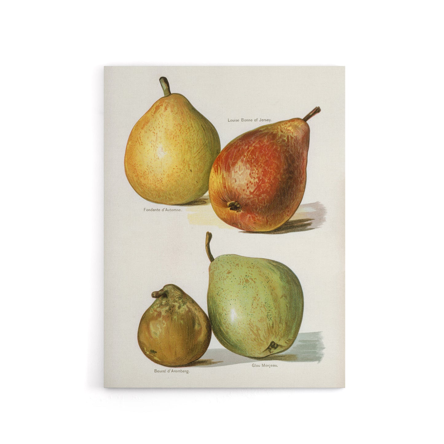 Four Pear Varieties Vintage Illustration Wright Canvas Wall Art Print