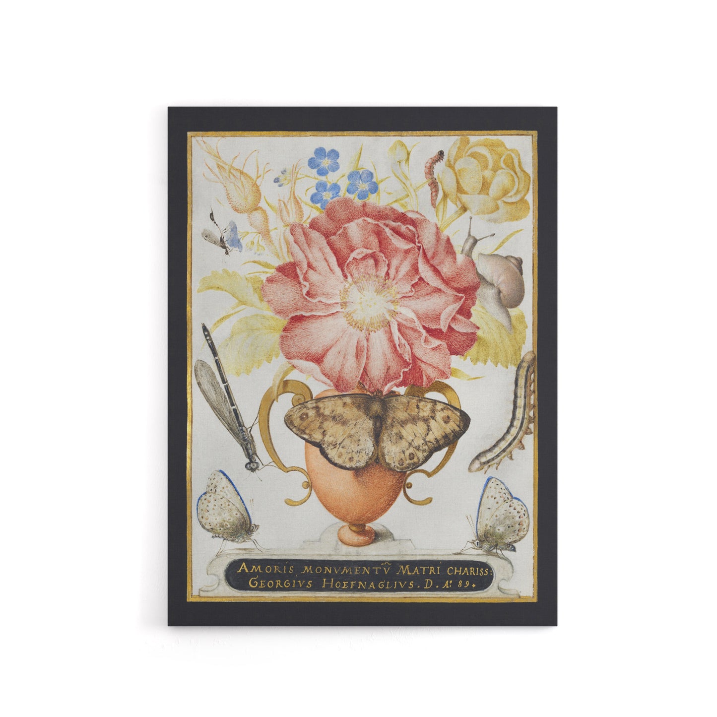 Flowers Snail Insects and Butterflies Hoefnagel Canvas Wall Art Print