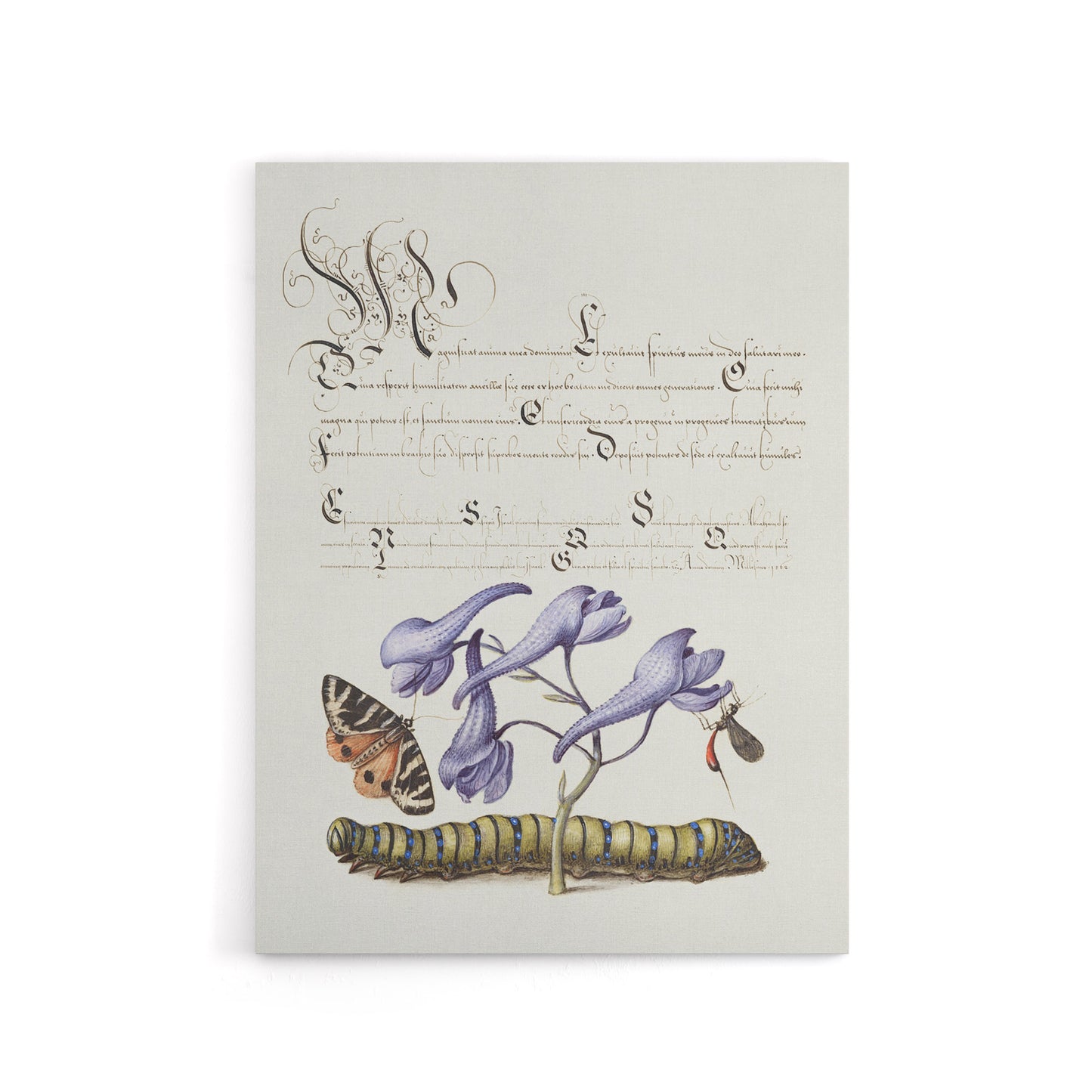 Butterfly Caterpillar and Flower Calligraphy Canvas Wall Art Print