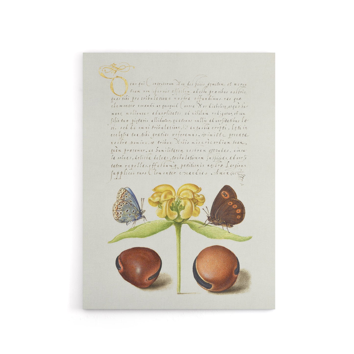 Moths Jerusalem Sage and Beans Calligraphy Canvas Wall Art Print