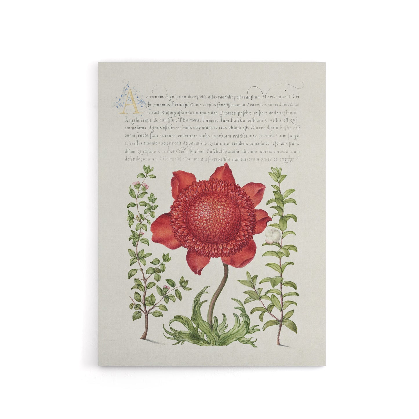 Poppy Anemone and Myrtle Calligraphy Canvas Wall Art Print