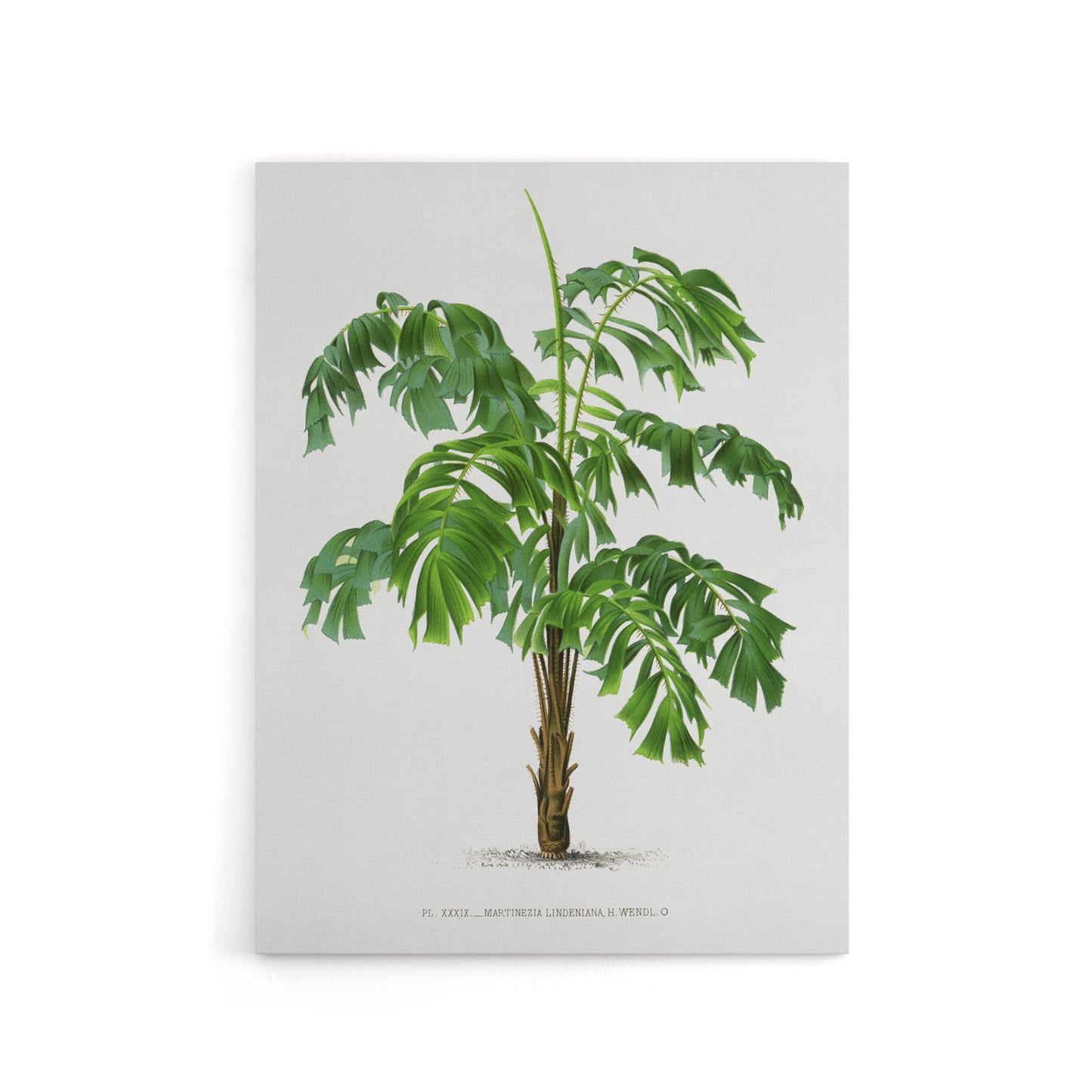 Martinezia Lindeniana Palm Tree Kerchove Canvas Wall Art Print