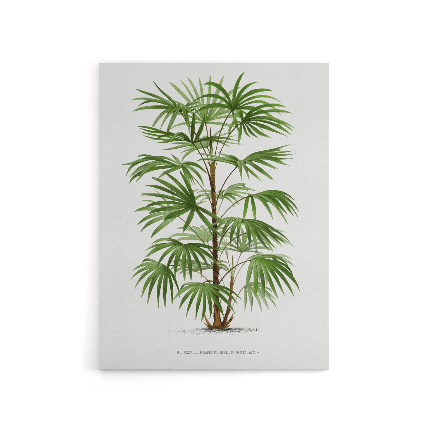 Rhapis Flabelliformis Palm Tree Kerchove Canvas Wall Art Print