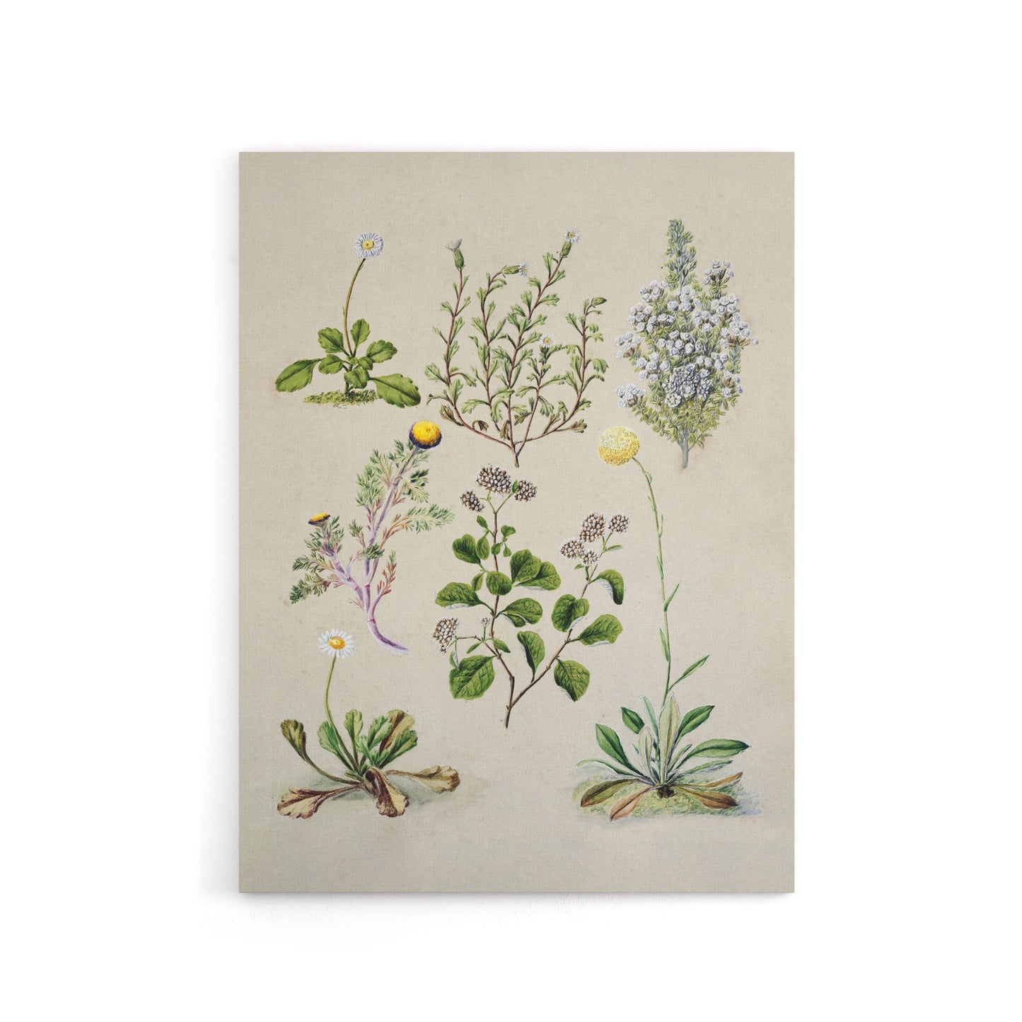 Native New Zealand Wildflowers Artwork Featon Canvas Wall Art Print