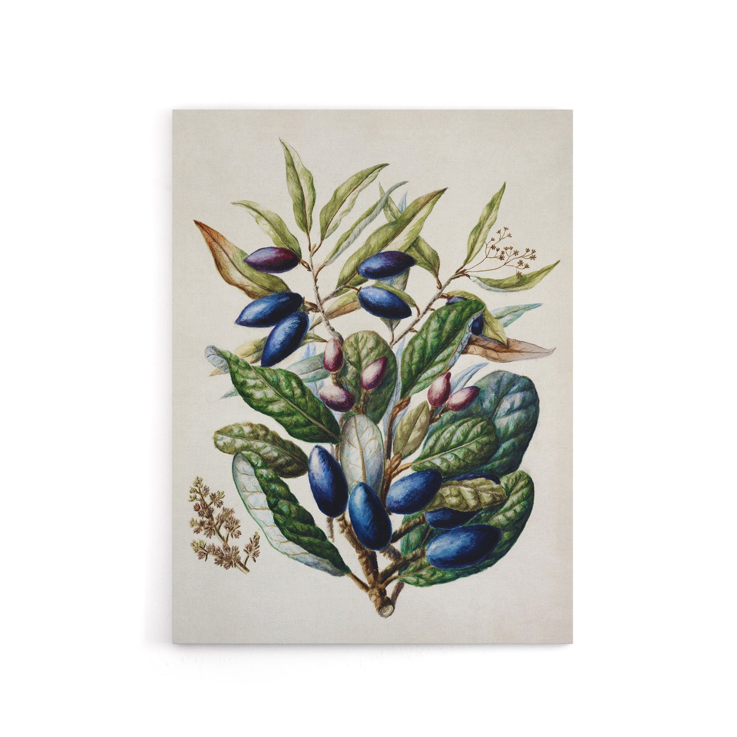 New Zealand Taraire Fruit Branch Featon Canvas Wall Art Print