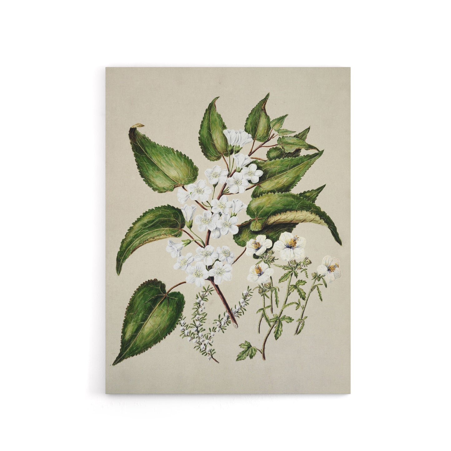 Hibiscus and Saltmarsh Ribbonwood Flowers Featon Canvas Wall Art Print