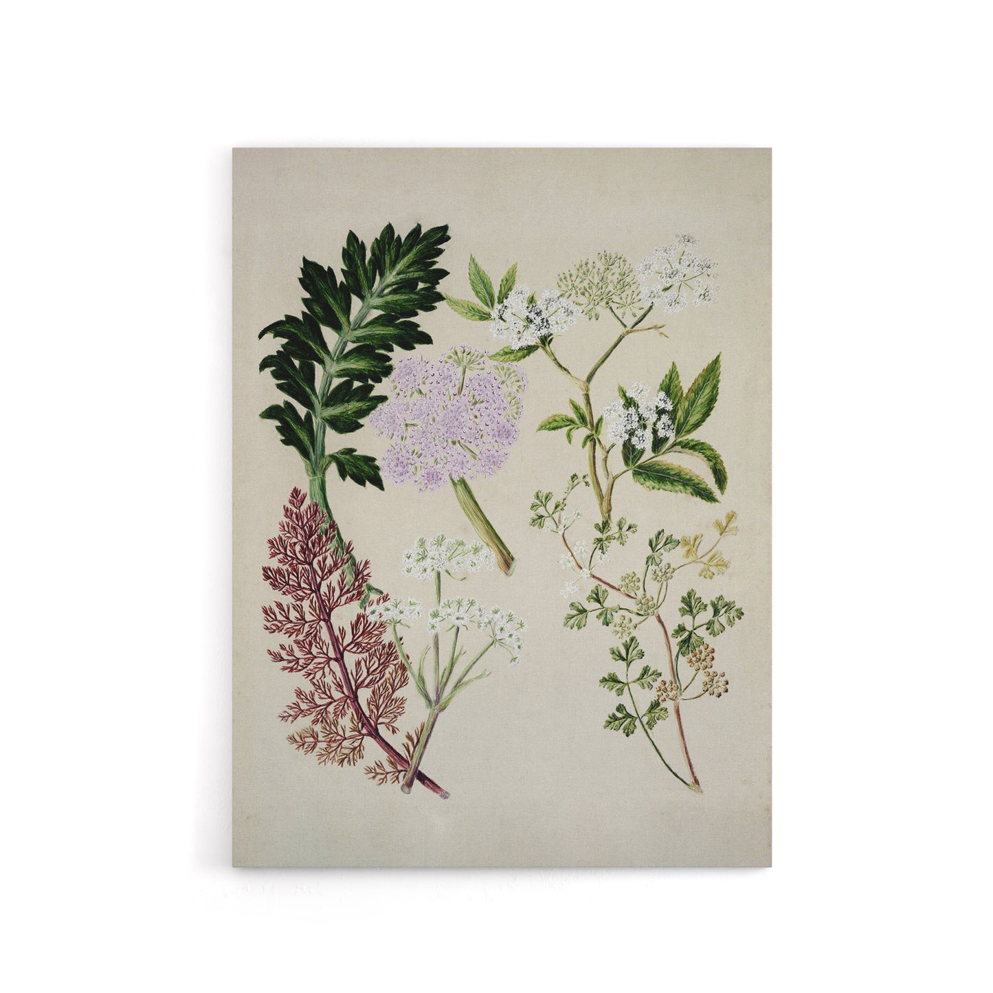 New Zealand Ligosticum Latifolium Flowers Featon Canvas Wall Art Print