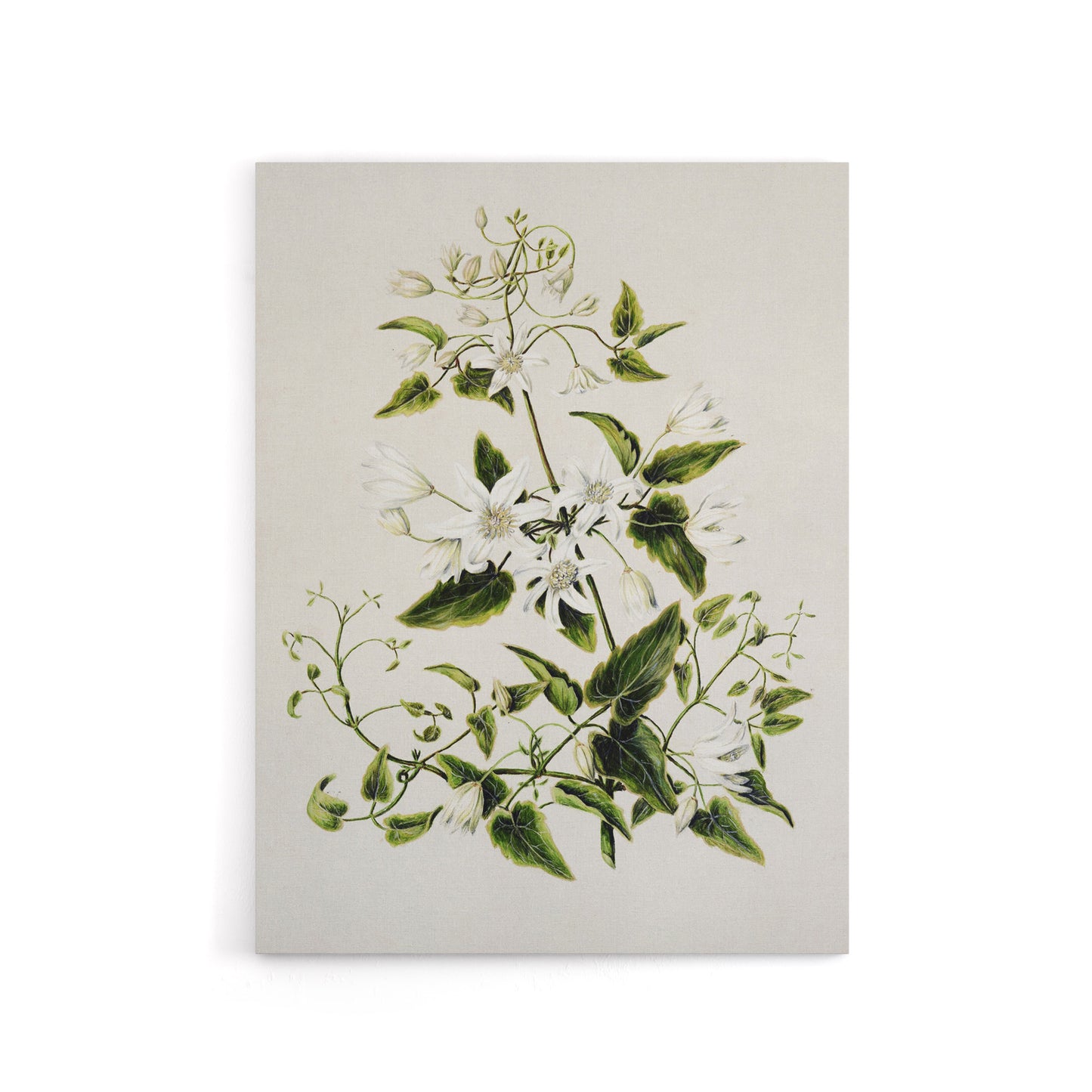 New Zealand Pikiarero White Clematis Flower Featon Canvas Wall Art Print