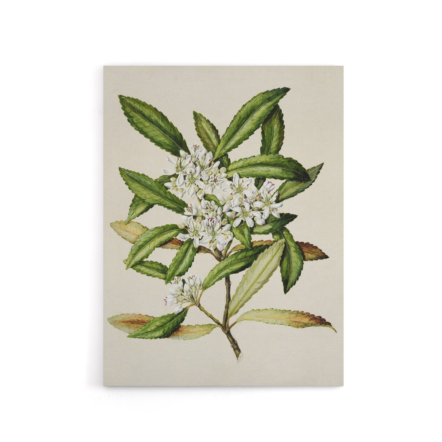 New Zealand Tawari Plant Flowers Featon Canvas Wall Art Print