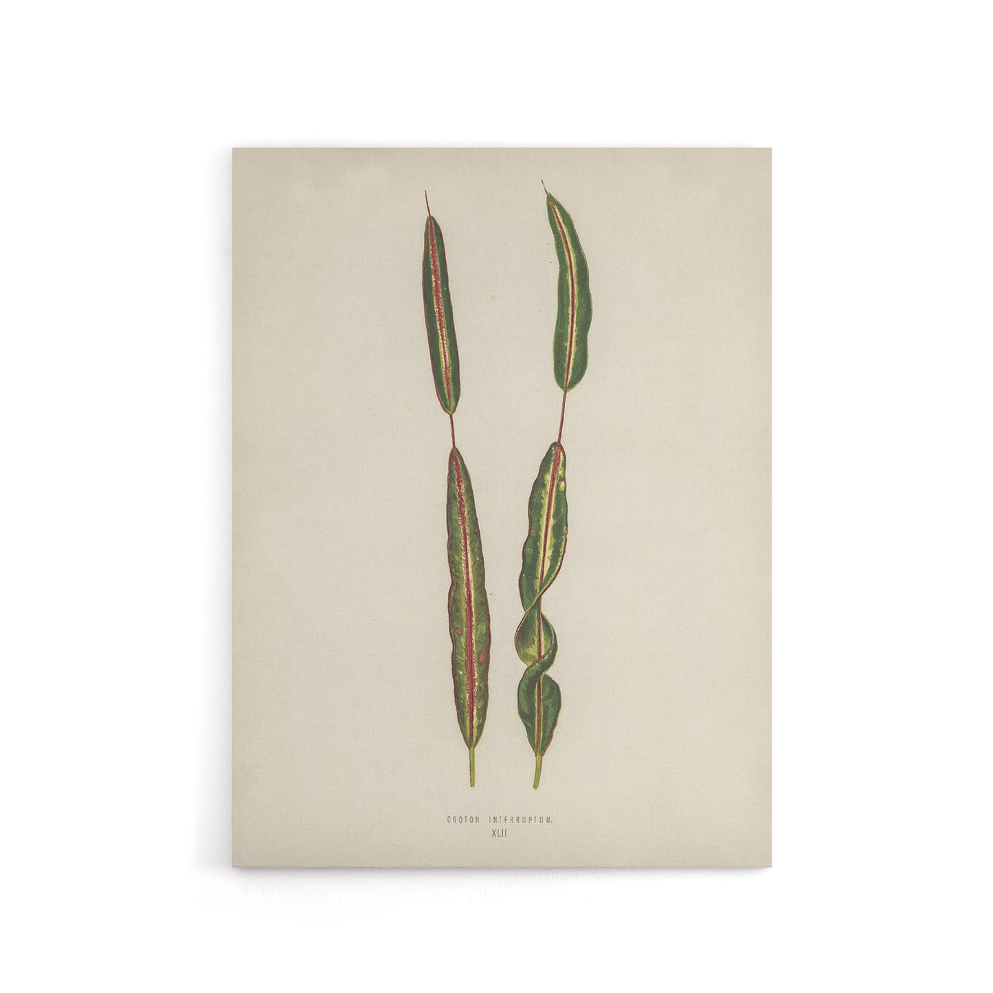 Vintage Botanical Croton Interruptum Leaf Fawcett Canvas Wall Art