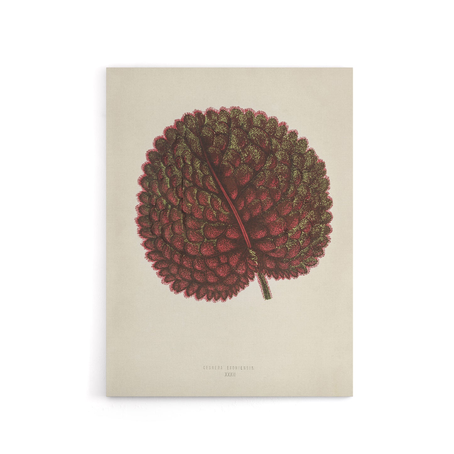 Vintage Botanical Gesnera Exoniensis Leaf Fawcett Canvas Wall Art