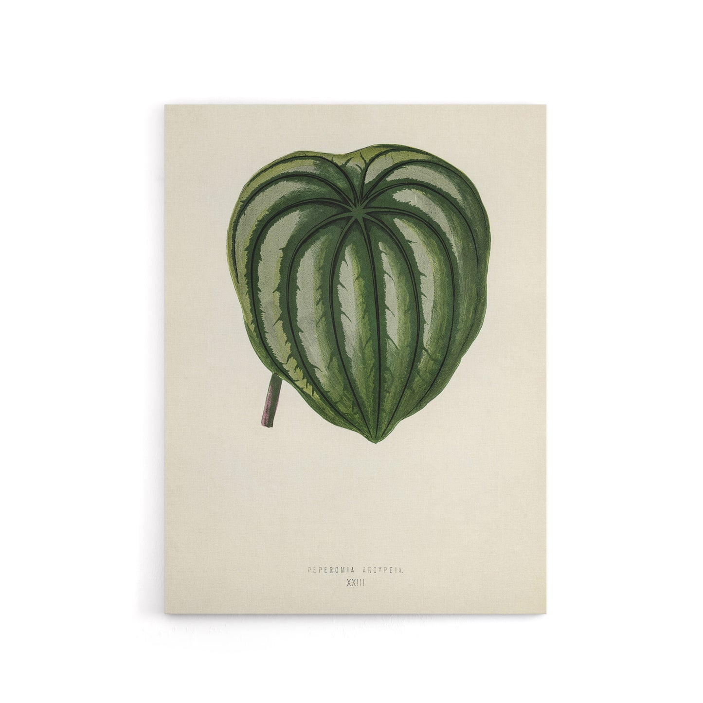 Vintage Botanical Pepper Elder Leaf Fawcett Canvas Wall Art