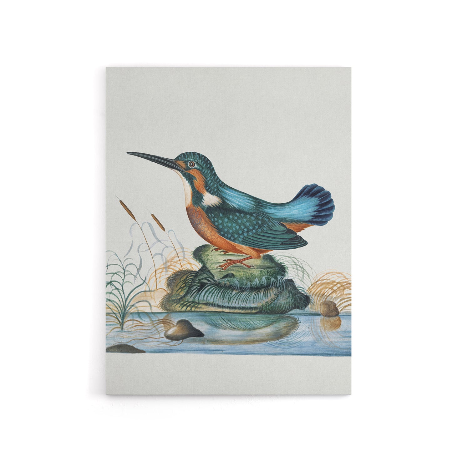 Common Kingfisher Vintage Illustration Bolton Canvas Wall Art