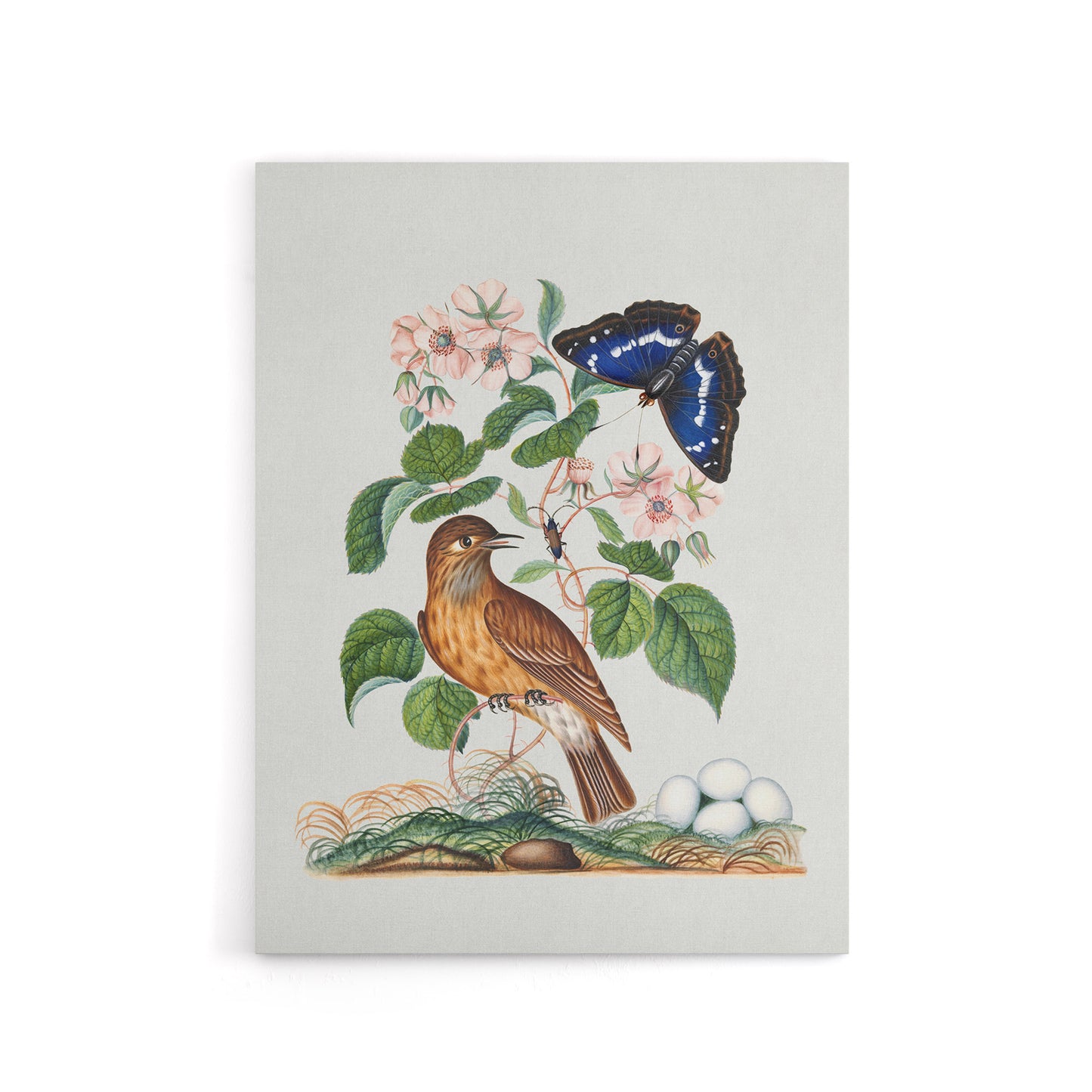 Spotted Flycatcher and Purple Emperor Bolton Canvas Wall Art