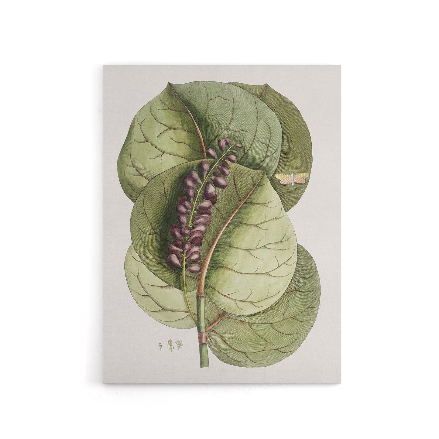 Mangrove Grape Tree Vintage Botanical Catesby Canvas Wall Art