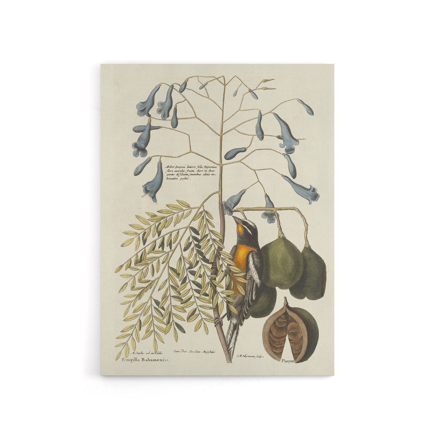 Vintage Bird and Plant Illustration Catesby Canvas Wall Art