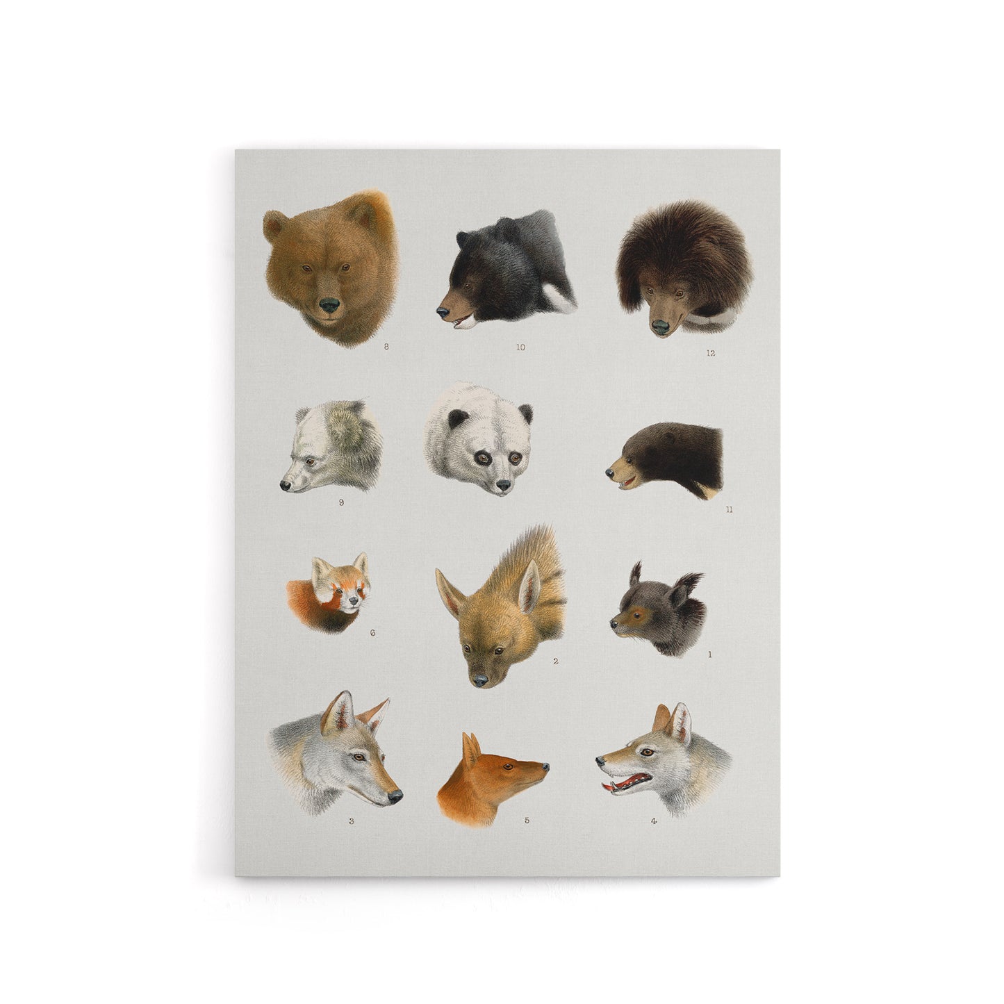 Small and Large Animals Vintage Artwork Lydekker Canvas Wall Art